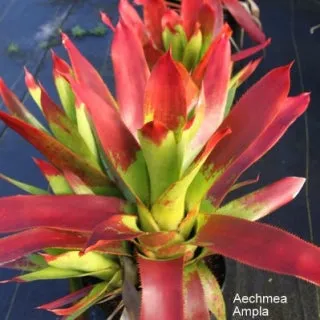 Aechmea Ampla