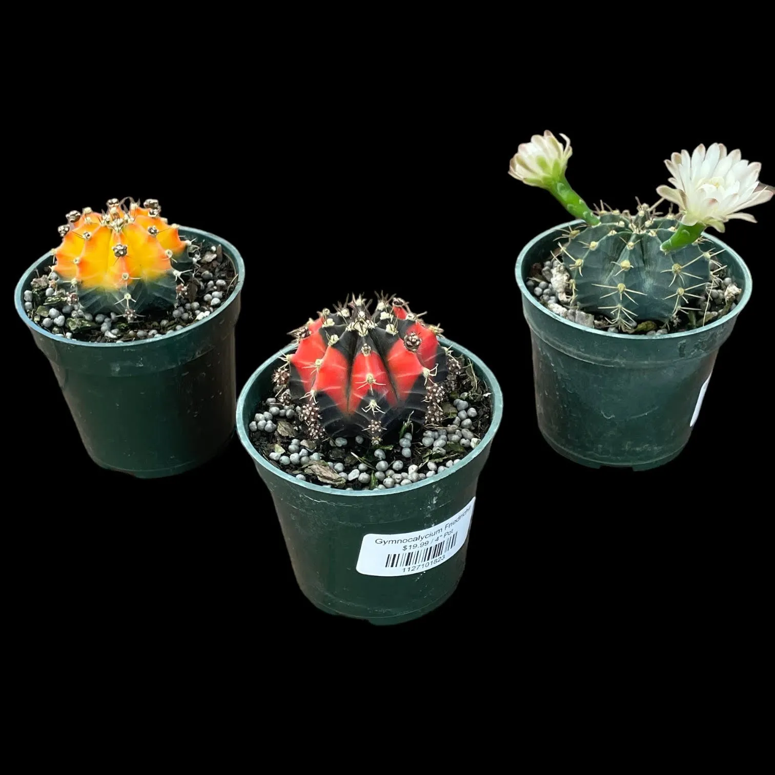 Gymnocalycium Friedrichii