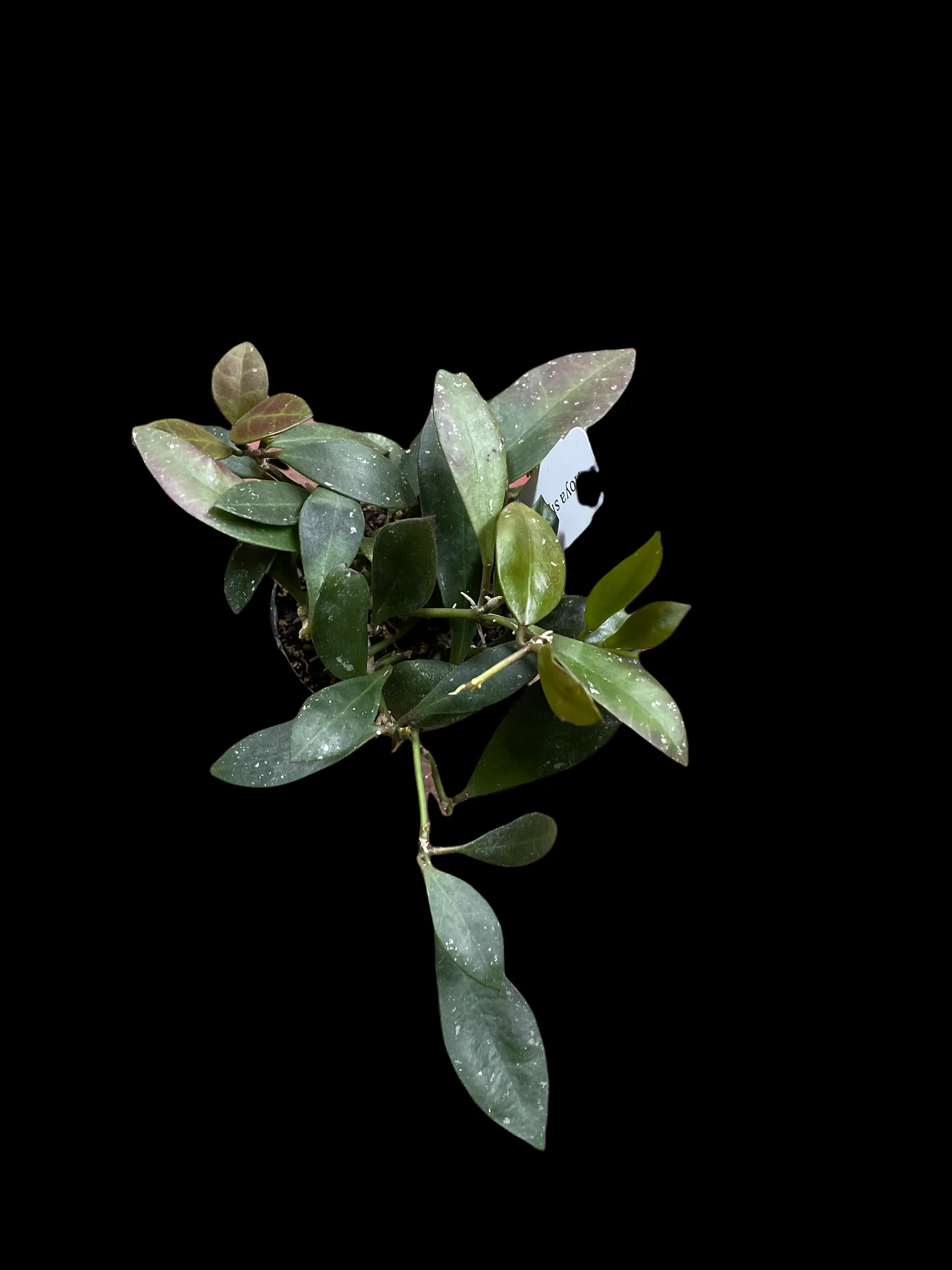 Hoya Sipitangensis