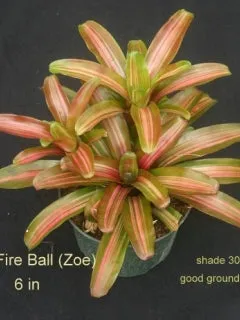 Neoregelia Zoe